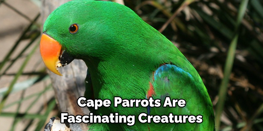 Cape Parrots Are Fascinating Creatures