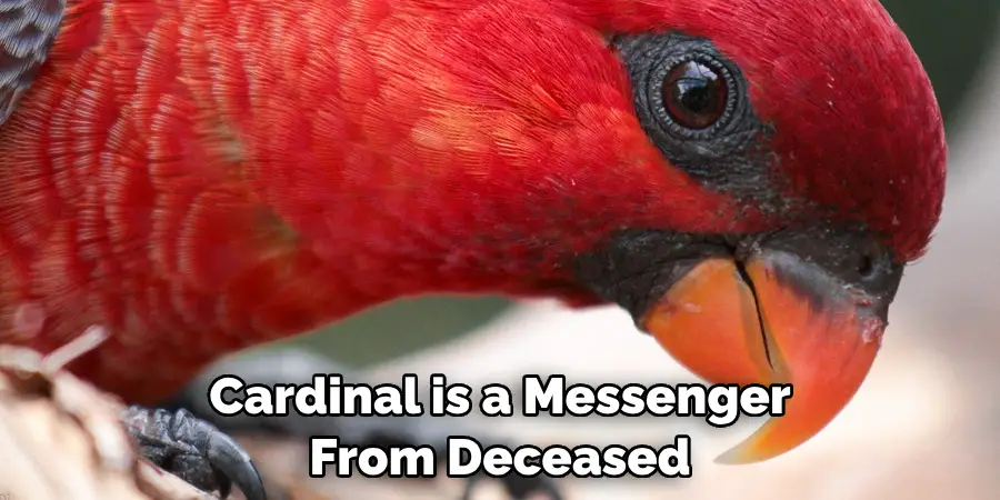 Cardinal Lory Birds Are Beautiful