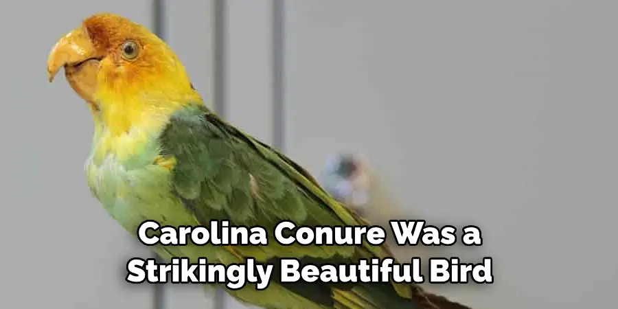 Carolina Conure Was a Strikingly Beautiful Bird