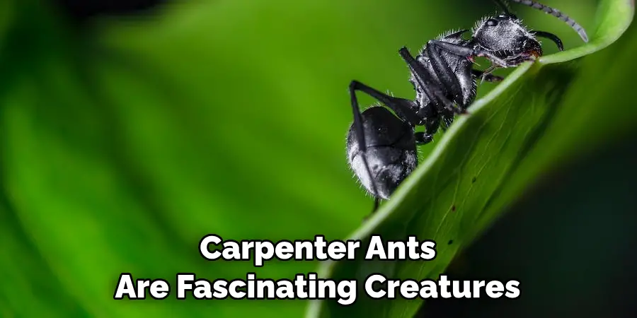 Carpenter Ants
Are Fascinating Creatures
