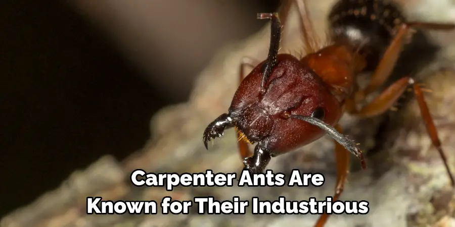 Carpenter Ants Are 
Known for Their Industrious