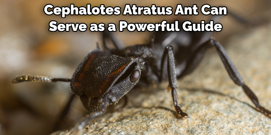 Cephalotes Atratus Ant Can Serve as a Powerful Guide