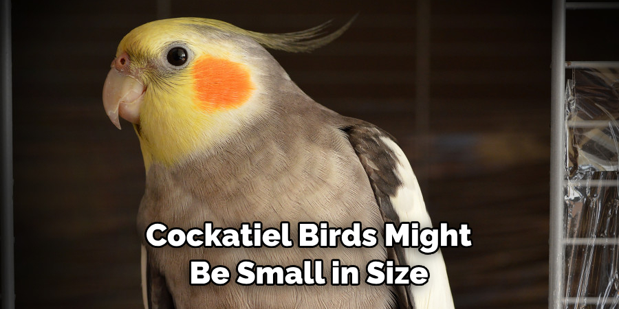 Cockatiel Birds Might Be Small in Size