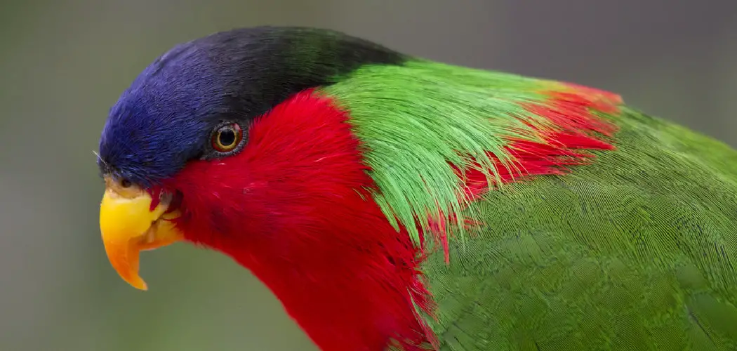 Collared Lory Spiritual Meaning