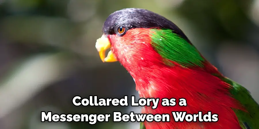 Collared Lory as a Messenger Between Worlds