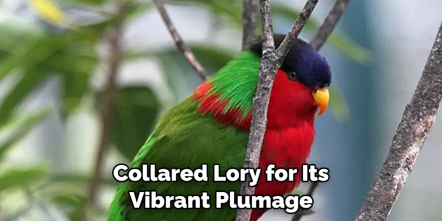 Collared Lory for Its Vibrant Plumage