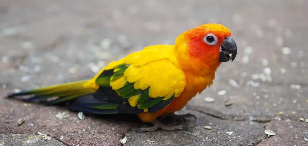 Conures Spiritual Meaning