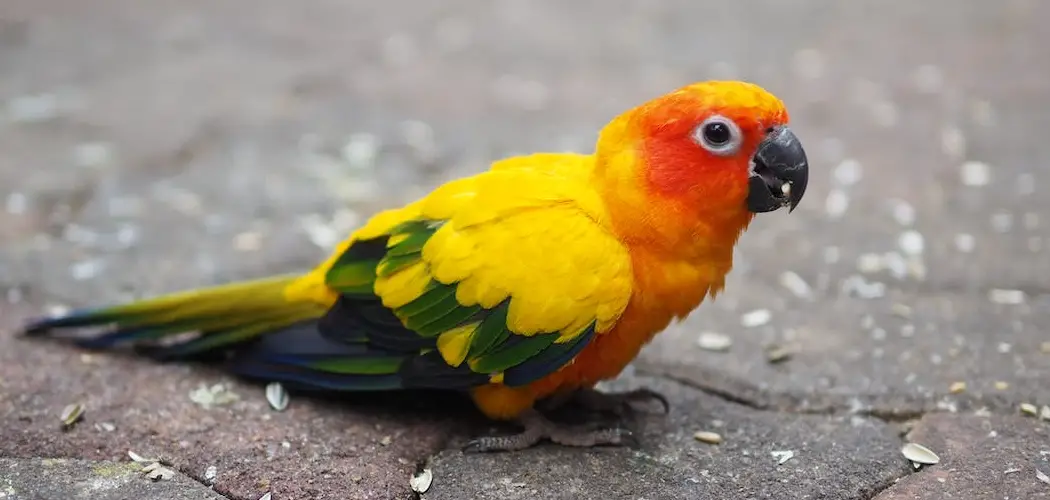 Conures Spiritual Meaning