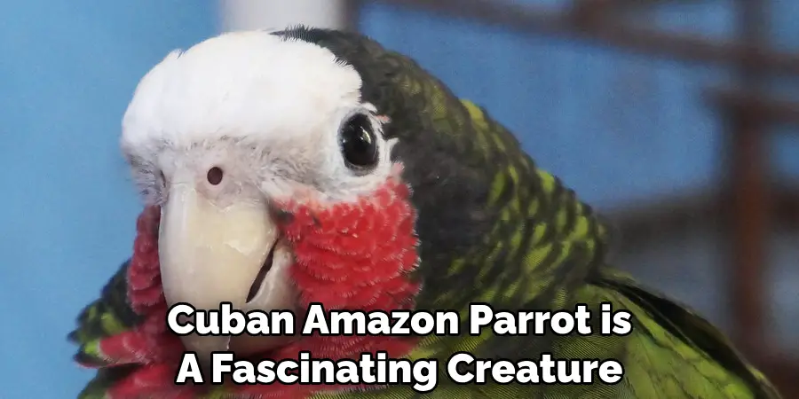 Cuban Amazon Parrot is A Fascinating Creature