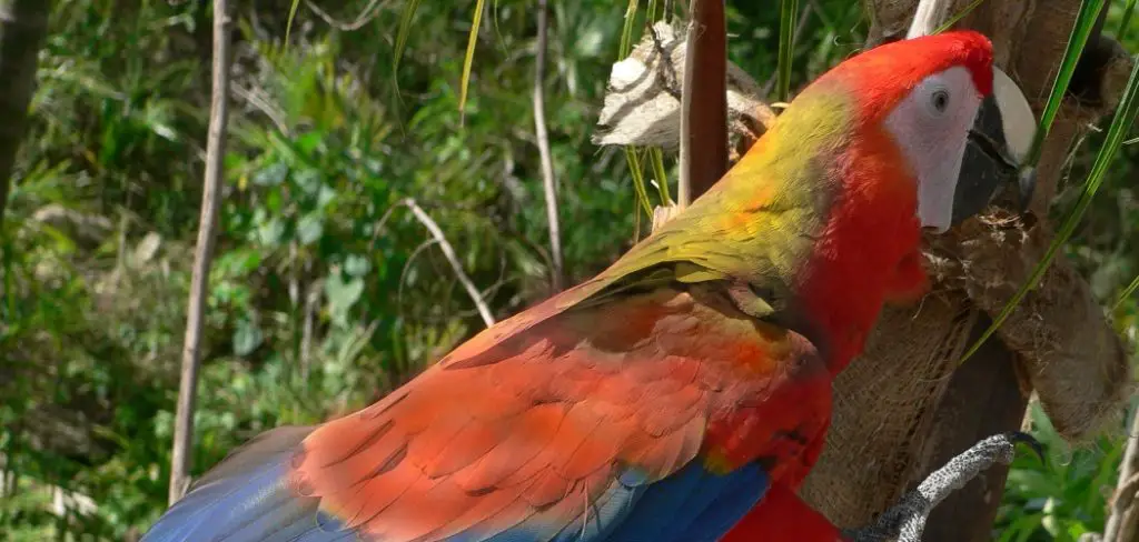 Cuban Macaw Spiritual Meaning