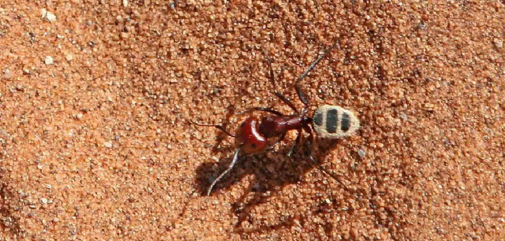 Desert Ant Spiritual Meaning