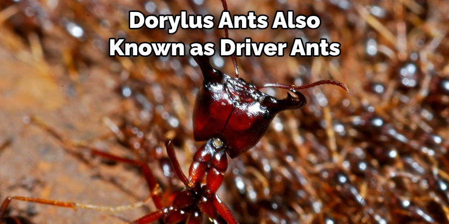 Dorylus Ants Also Known as Driver Ants