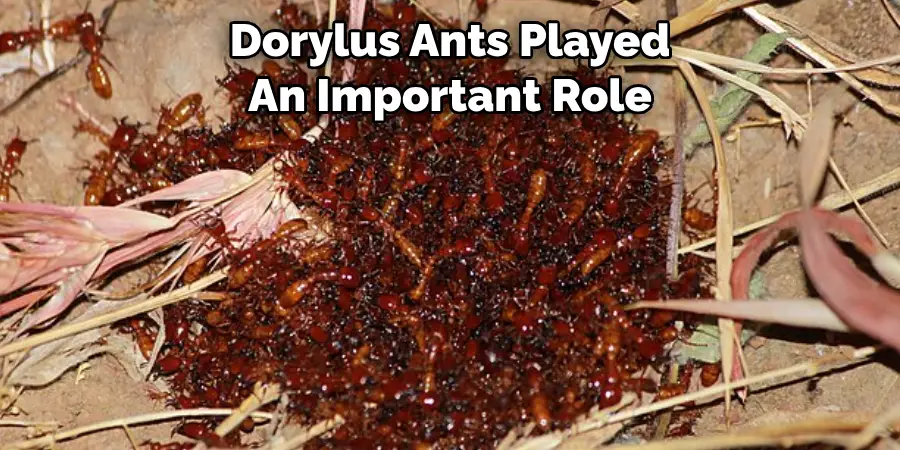 Dorylus Ants Played An Important Role
