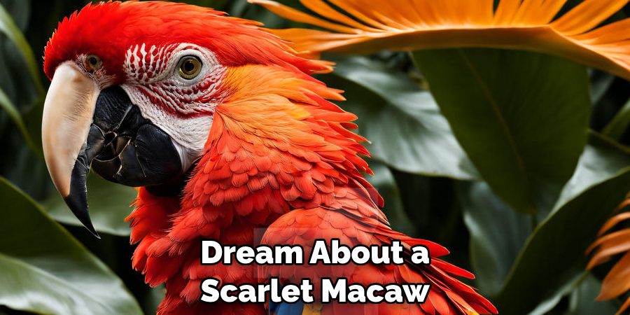 Dream About a Scarlet Macaw