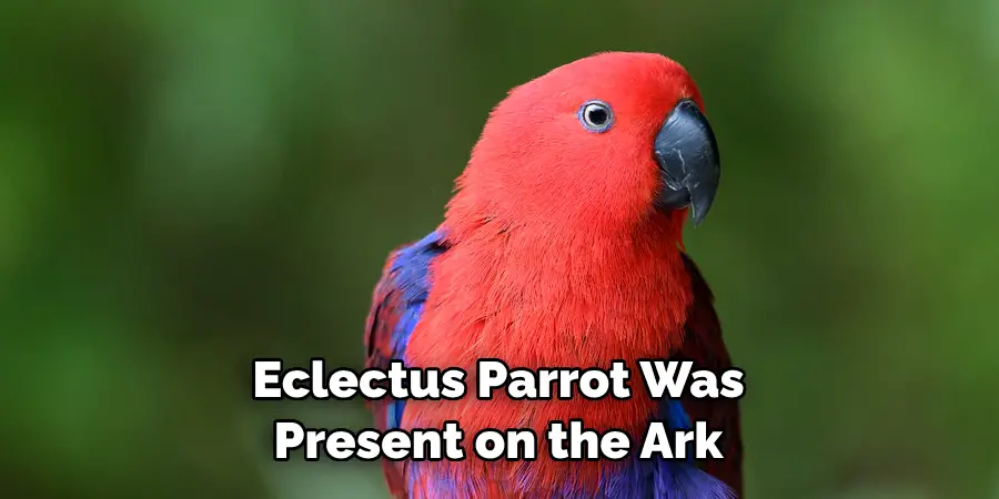 Eclectus Parrot Was Present on the Ark