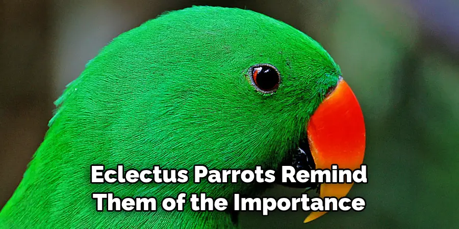 Eclectus Parrots Remind Them of the Importance