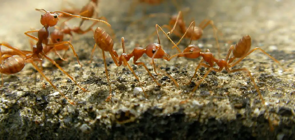 Electric Ant Spiritual Meaning