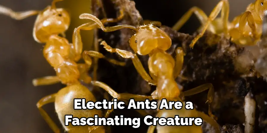 Electric Ants Are a Fascinating Creature