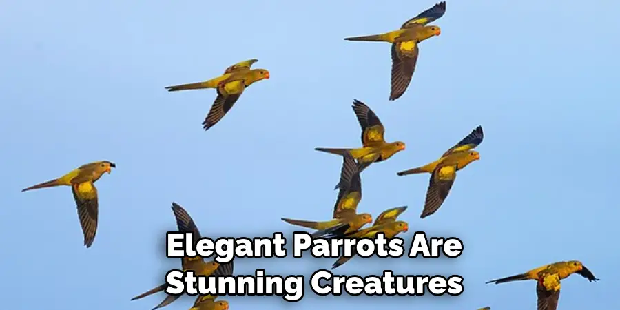 Elegant Parrots Are Stunning Creatures