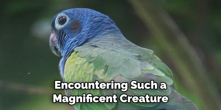 Encountering Such a Magnificent Creature