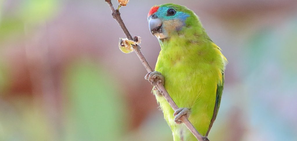 Fig Parrot Spiritual Meaning