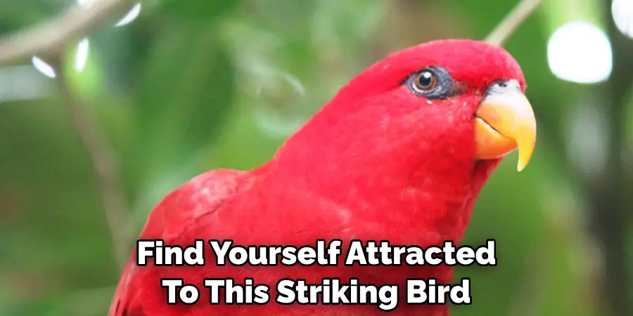Find Yourself Attracted To This Striking Bird