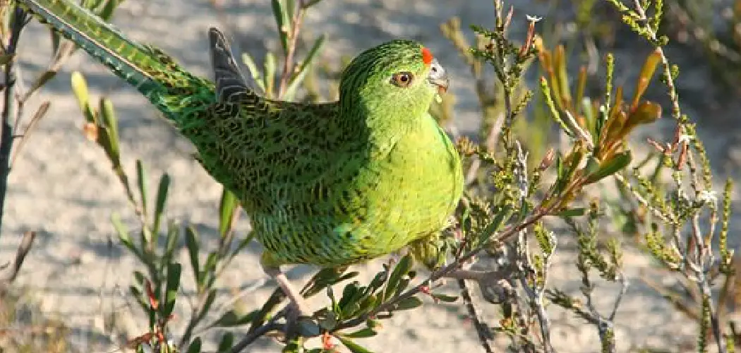 Ground Parrot Spiritual Meaning