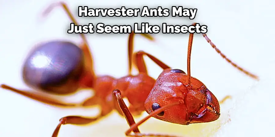 Harvester Ants May 
Just Seem Like Insects