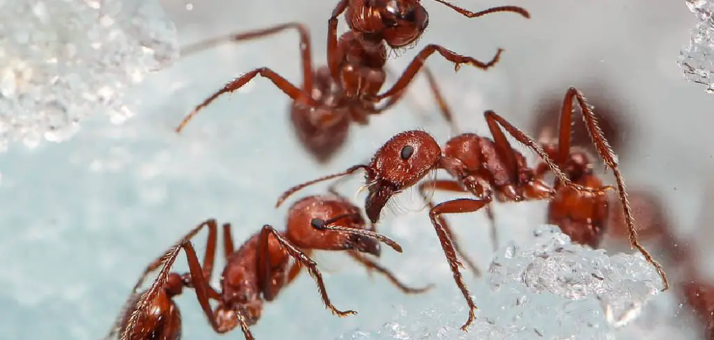Harvester Ant Spiritual Meaning