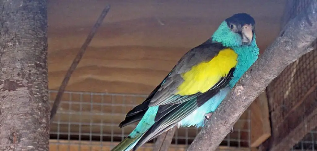 Hooded Parrot Spiritual Meaning