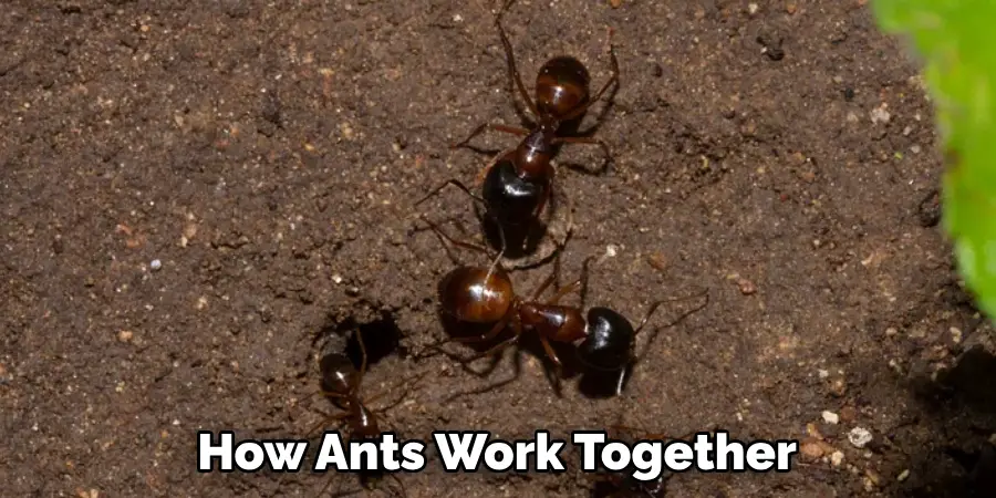 How Ants Work Together