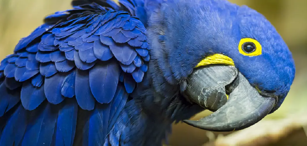 Hyacinth Macaw Spiritual Meaning