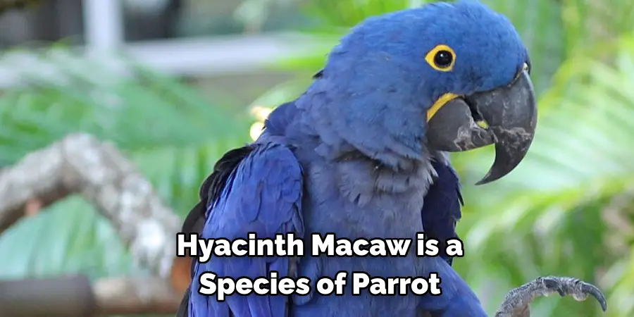 Hyacinth Macaw is a Species of Parrot