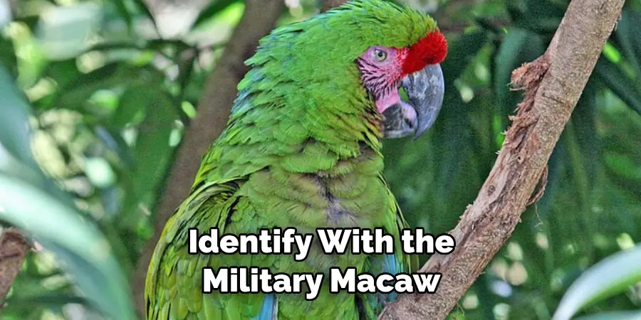 Identify With the Military Macaw