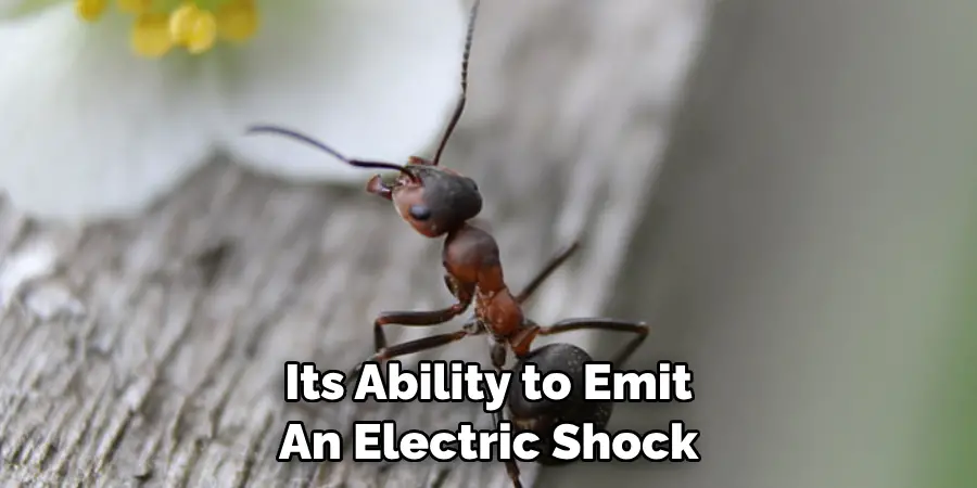 Its Ability to Emit An Electric Shock