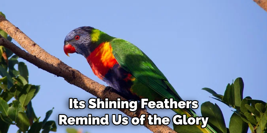 Its Shining Feathers Remind Us of the Glory