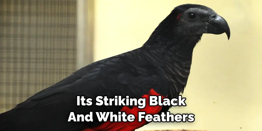 Its Striking Black And White Feathers