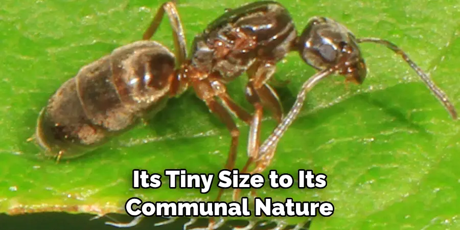 Its Tiny Size to Its Communal Nature