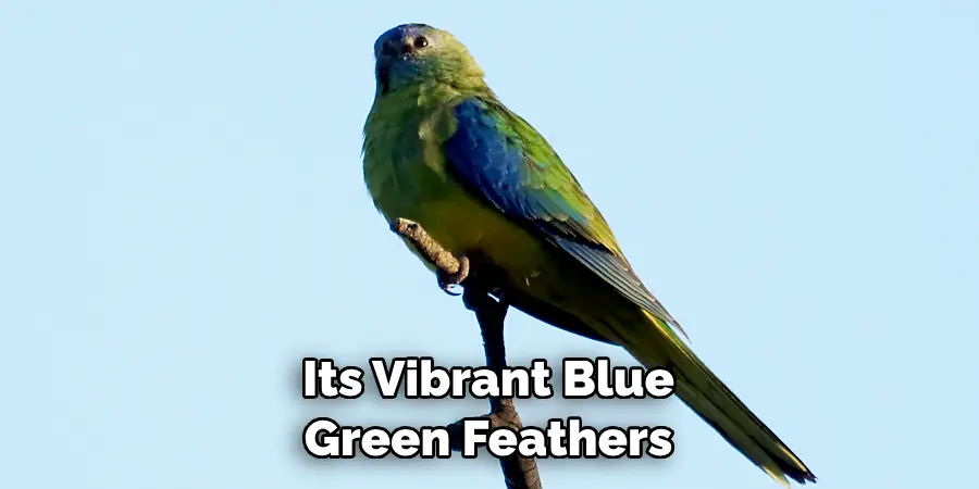 Its Vibrant Blue Green Feathers