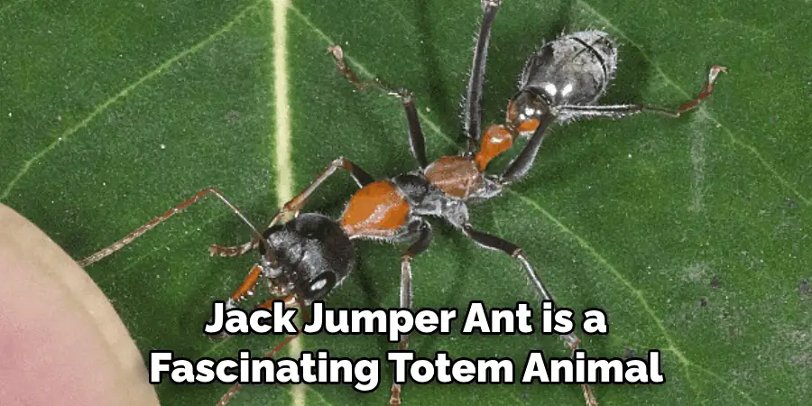 Jack Jumper Ant is a Fascinating Totem Animal
