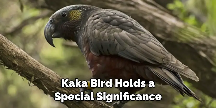 Kaka Bird Holds a Special Significance