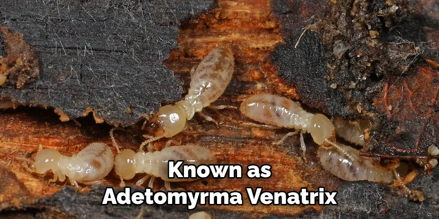 Known as Adetomyrma Venatrix