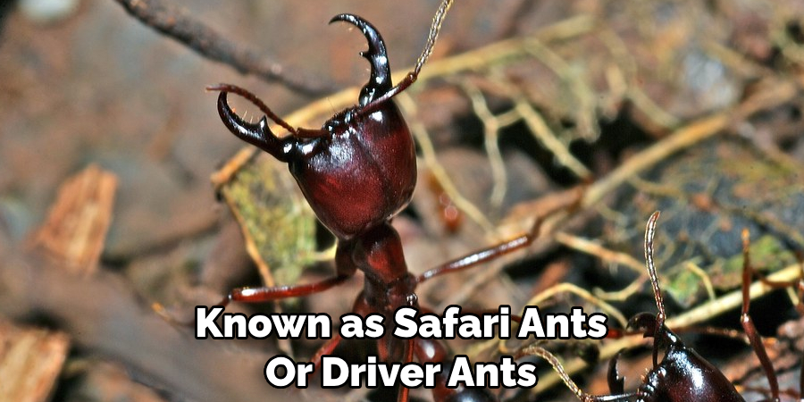 Known as Safari Ants Or Driver Ants