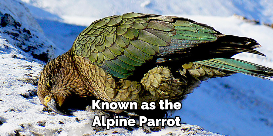 Known as the Alpine Parrot