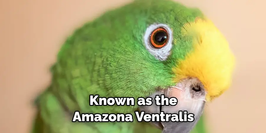 Known as the Amazona Ventralis