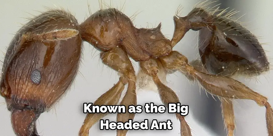 Known as the Big-headed Ant