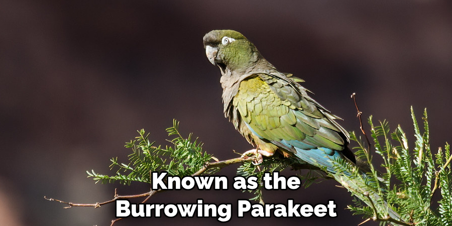 Known as the Burrowing Parakeet