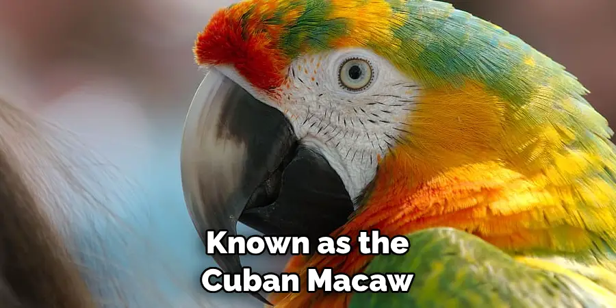 Known as the Cuban Macaw