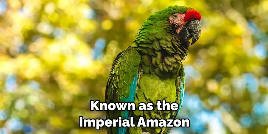 Known as the Imperial Amazon
