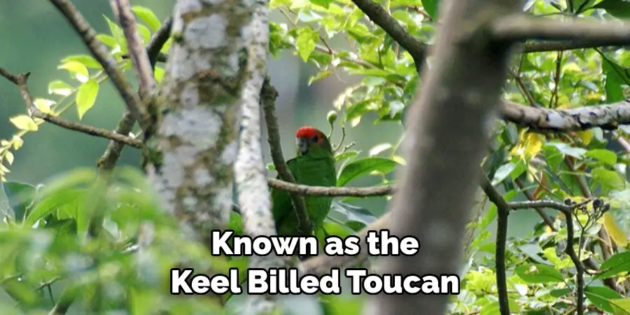 Known as the Keel Billed Toucan